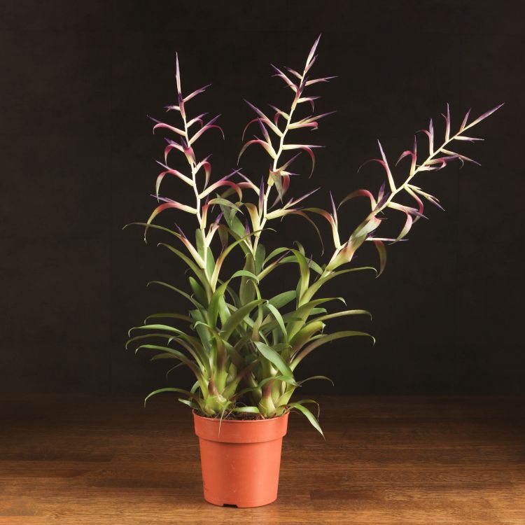 Тилландсия Мора 50/12 фото 1 &mdash; Luxury Plants