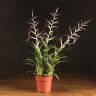 Тилландсия Мора 50/12 фото 1 &mdash; Luxury Plants