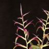 Тилландсия Мора 50/12 фото 2 &mdash; Luxury Plants
