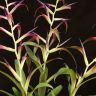 Тилландсия Мора 50/12 фото 3 &mdash; Luxury Plants