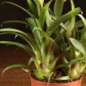 Тилландсия Мора 50/12 фото 4 &mdash; Luxury Plants