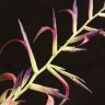 Тилландсия Мора 50/12 фото 5 &mdash; Luxury Plants