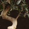 Бонсай Олива изумрудный прямоугольник 28 см фото 2 &mdash; Luxury Plants