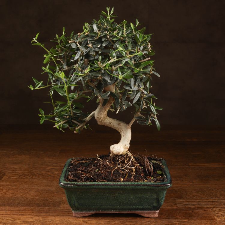 Бонсай Олива изумрудный прямоугольник 28 см фото 1 &mdash; Luxury Plants