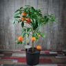 Лимон красный штамбовый 85/22 фото 1 &mdash; Luxury Plants