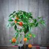 Лимон красный штамбовый 85/22 фото 4 &mdash; Luxury Plants