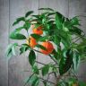 Лимон красный штамбовый 85/22 фото 3 &mdash; Luxury Plants