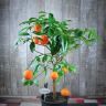 Лимон красный штамбовый 85/22 фото 2 &mdash; Luxury Plants