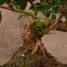 Бонсай Лигуструм "Новые высоты" 45 см фото 5 &mdash; Luxury Plants