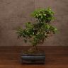 Бонсай Лигуструм "Новые высоты" 45 см фото 1 &mdash; Luxury Plants