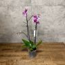 Орхидея Фаленопсис Хэппи Герл д12 уценка фото 3 &mdash; Luxury Plants