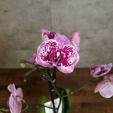 Орхидея Фаленопсис Хэппи Герл д12 уценка &mdash; Luxury Plants