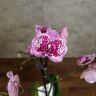 Орхидея Фаленопсис Хэппи Герл д12 уценка фото 1 &mdash; Luxury Plants
