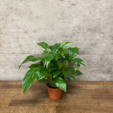 Спатифиллум Шопен д9 уценка &mdash; Luxury Plants