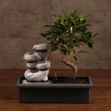 Бонсай Фикус с водопадом "камни" 45 см &mdash; Luxury Plants