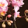 Орхидея Фаленопсис Boguetto розовая в белом кашпо фото 2 &mdash; Luxury Plants