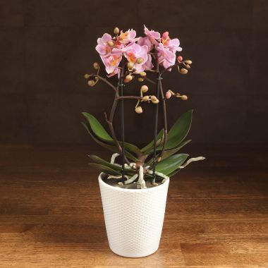 Орхидея Фаленопсис Boguetto розовая в белом кашпо &mdash; Luxury Plants