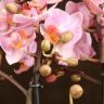 Орхидея Фаленопсис Boguetto розовая в белом кашпо фото 4 &mdash; Luxury Plants