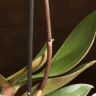 Орхидея Фаленопсис Boguetto розовая в белом кашпо фото 5 &mdash; Luxury Plants