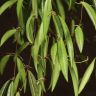Хойя Вайети Грин D14 подвесная фото 3 &mdash; Luxury Plants