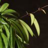 Хойя Вайети Грин D14 подвесная фото 4 &mdash; Luxury Plants