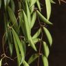 Хойя Вайети Грин D14 подвесная фото 5 &mdash; Luxury Plants
