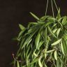 Хойя Вайети Грин D14 подвесная фото 2 &mdash; Luxury Plants