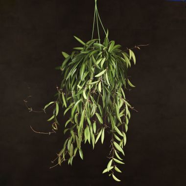 Хойя Вайети Грин D14 подвесная &mdash; Luxury Plants