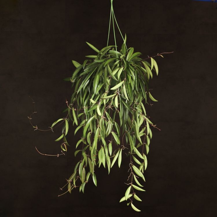 Хойя Вайети Грин D14 подвесная фото 1 &mdash; Luxury Plants