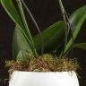 Композиция Lisa с желтой орхидеей в кашпо фото 4 &mdash; Luxury Plants