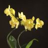 Композиция Lisa с желтой орхидеей в кашпо фото 5 &mdash; Luxury Plants