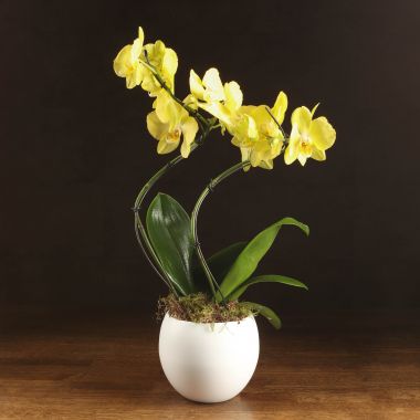 Композиция Lisa с желтой орхидеей в кашпо &mdash; Luxury Plants