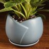 Филодендрон Платинум Даймонд в голубом горшке 30/14 фото 3 &mdash; Luxury Plants