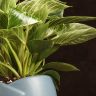 Филодендрон Платинум Даймонд в голубом горшке 30/14 фото 4 &mdash; Luxury Plants
