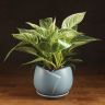 Филодендрон Платинум Даймонд в голубом горшке 30/14 фото 1 &mdash; Luxury Plants
