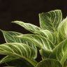 Филодендрон Платинум Даймонд в голубом горшке 30/14 фото 5 &mdash; Luxury Plants