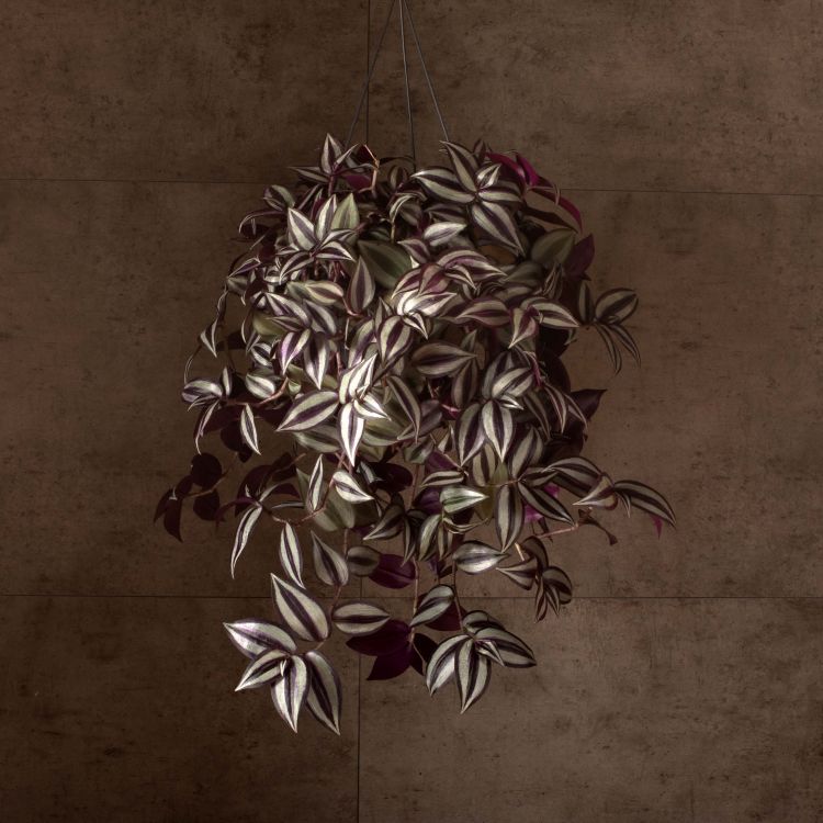 Традесканция Зебрина D17 фото 1 &mdash; Luxury Plants