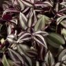 Традесканция Зебрина D17 фото 3 &mdash; Luxury Plants