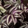 Традесканция Зебрина D17 фото 4 &mdash; Luxury Plants