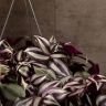 Традесканция Зебрина D17 фото 5 &mdash; Luxury Plants
