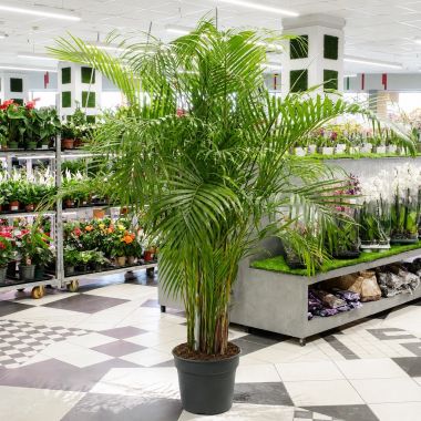 Хризалидокарпус 200/37 &mdash; Luxury Plants