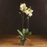 Орхидея фаленопсис Sparks Искры фото 2 &mdash; Luxury Plants