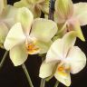 Орхидея фаленопсис Sparks Искры фото 3 &mdash; Luxury Plants