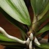 Орхидея фаленопсис Sparks Искры фото 4 &mdash; Luxury Plants