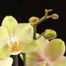 Орхидея фаленопсис Sparks Искры фото 5 &mdash; Luxury Plants
