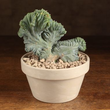 Миртиллокактус Кристата в кашпо 15/15 &mdash; Luxury Plants