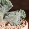 Миртиллокактус Кристата в кашпо 15/15 фото 4 &mdash; Luxury Plants