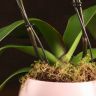 Композиция Lisa с орхидеей Джуанбао в кашпо фото 4 &mdash; Luxury Plants
