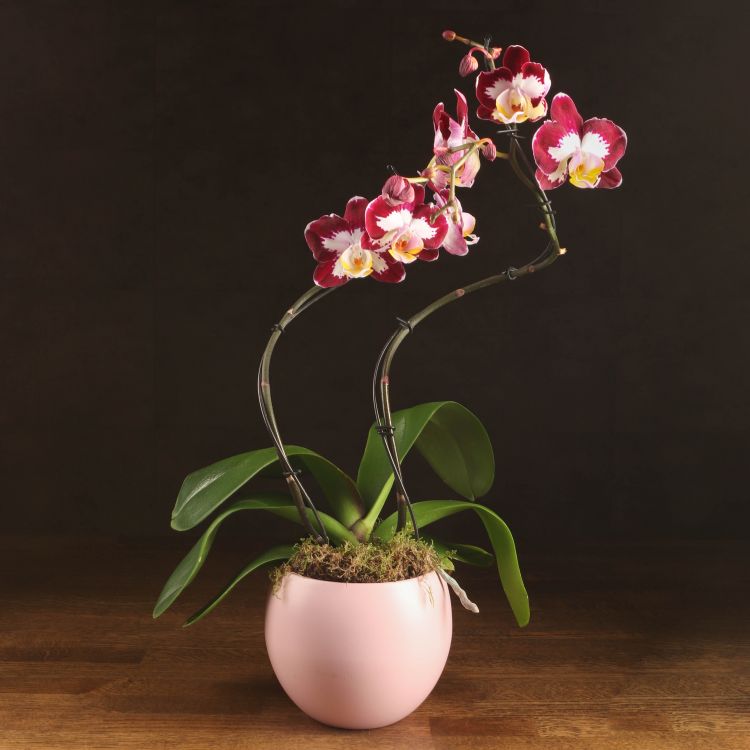 Композиция Lisa с орхидеей Джуанбао в кашпо фото 1 &mdash; Luxury Plants