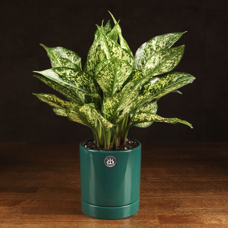 Аглаонема Эмеральд в зеленом горшке 35/12 фото 1 &mdash; Luxury Plants